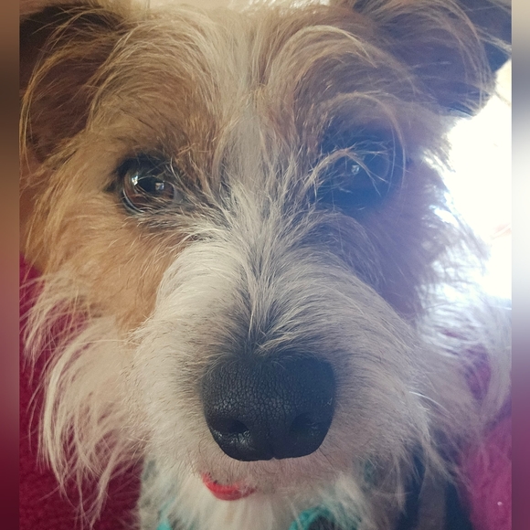 Meet your Posher, Lisa - Picture 3 of 3